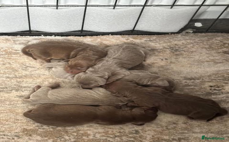 Dachshund dogs - Advert 6