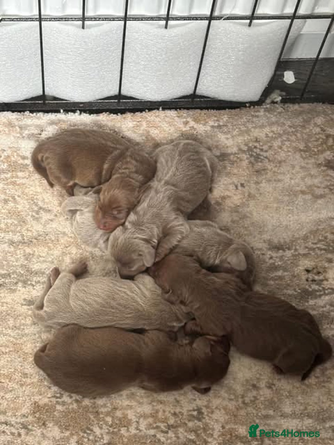 Dachshund dogs for sale: Dashhound puppies  - Image 1