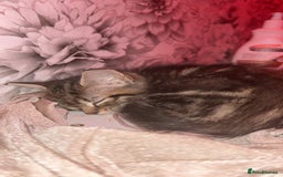Mixed Breed cats for sale: Kitten ready to go home asap - Image 2