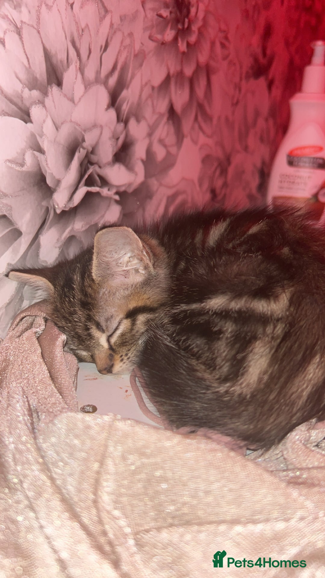 Mixed Breed cats for sale: Kitten ready to go home asap - Image 2