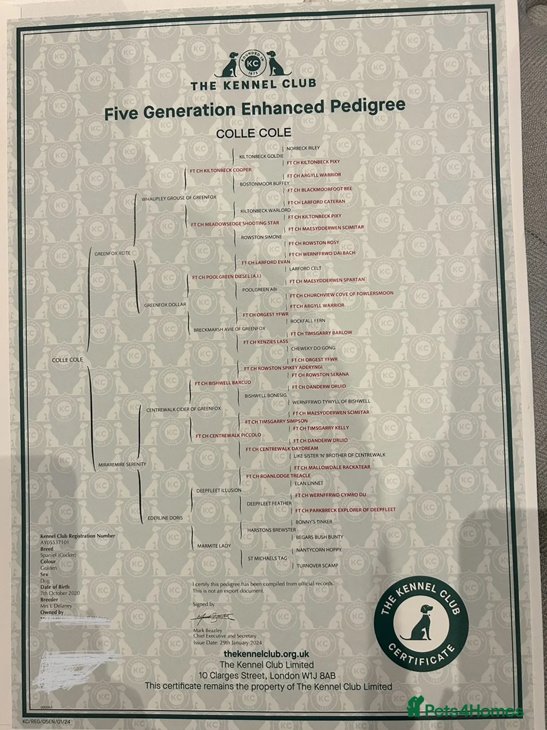 Cocker Spaniel dogs for stud: KC-Registered Working Cocker Spaniel Stud - London in Shipton-under-Wychwood - Advert 8