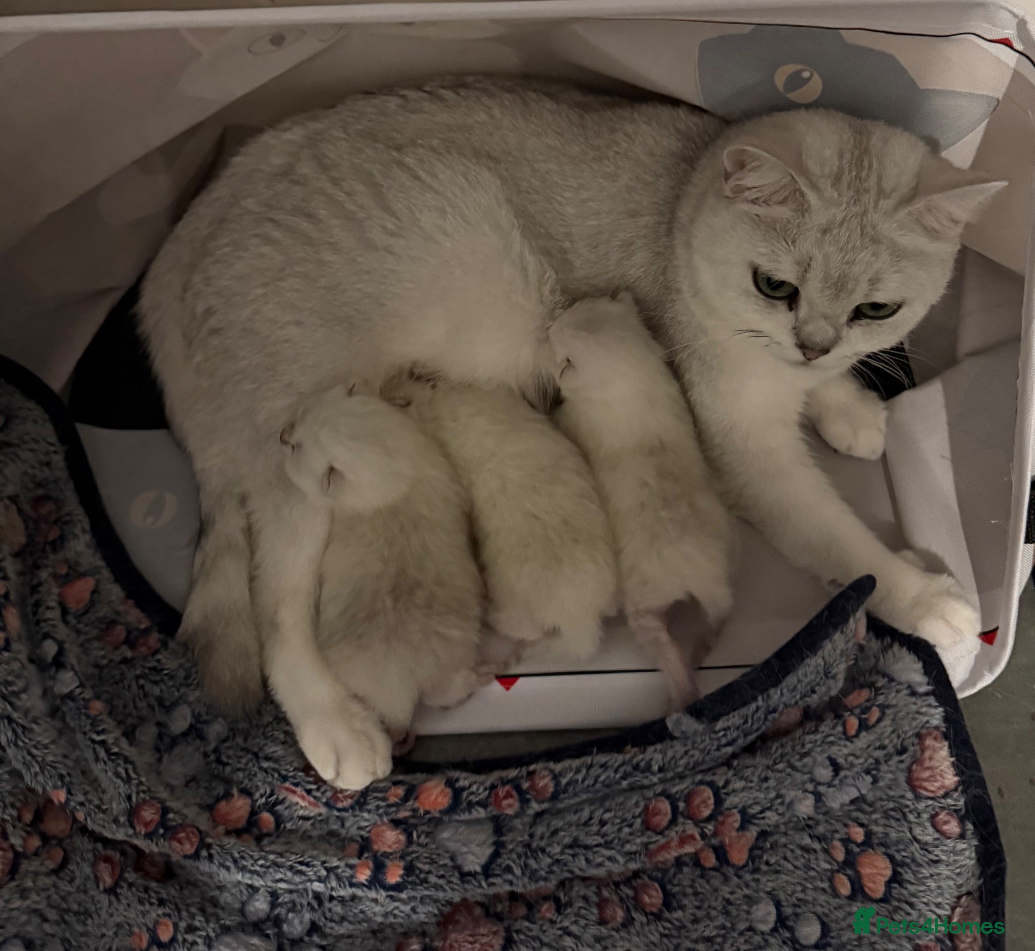 British Shorthair cats GCCF British Shorthair Silver/Black Tipped kittens - Advert 1