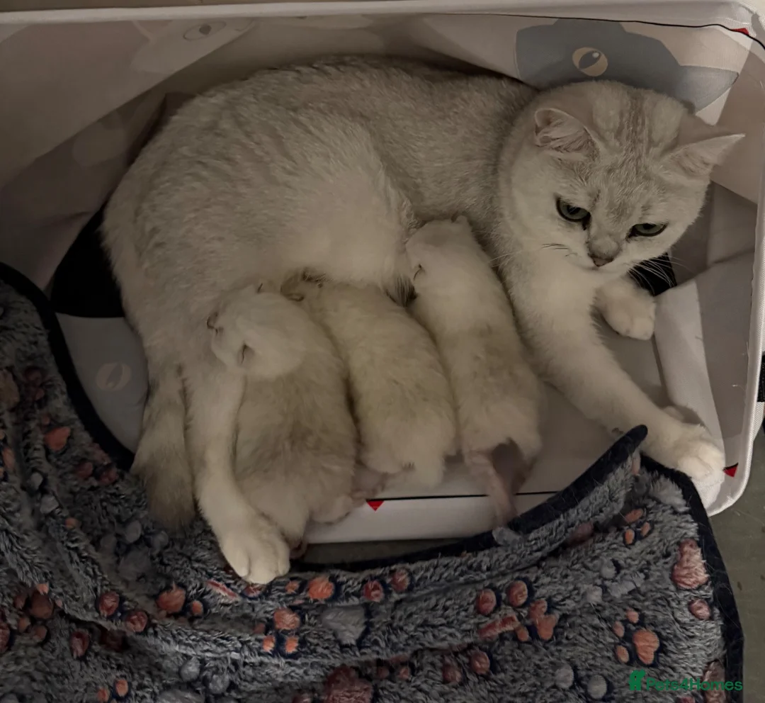 British Shorthair cats for sale: GCCF British Shorthair Silver/Black Tipped kittens - Advert 1