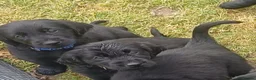 Flat coated Retriever dogs for sale: Ready now Flat coat retriever 2 left 1 boy 1 girl - Advert 6