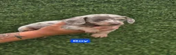 Miniature Dachshund dogs for sale: Kc registered miniature dachshund  in Newmarket - Advert 6
