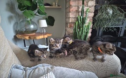 Domestic Shorthair cats for sale: 5 stunning tabby kittens  - Image 4