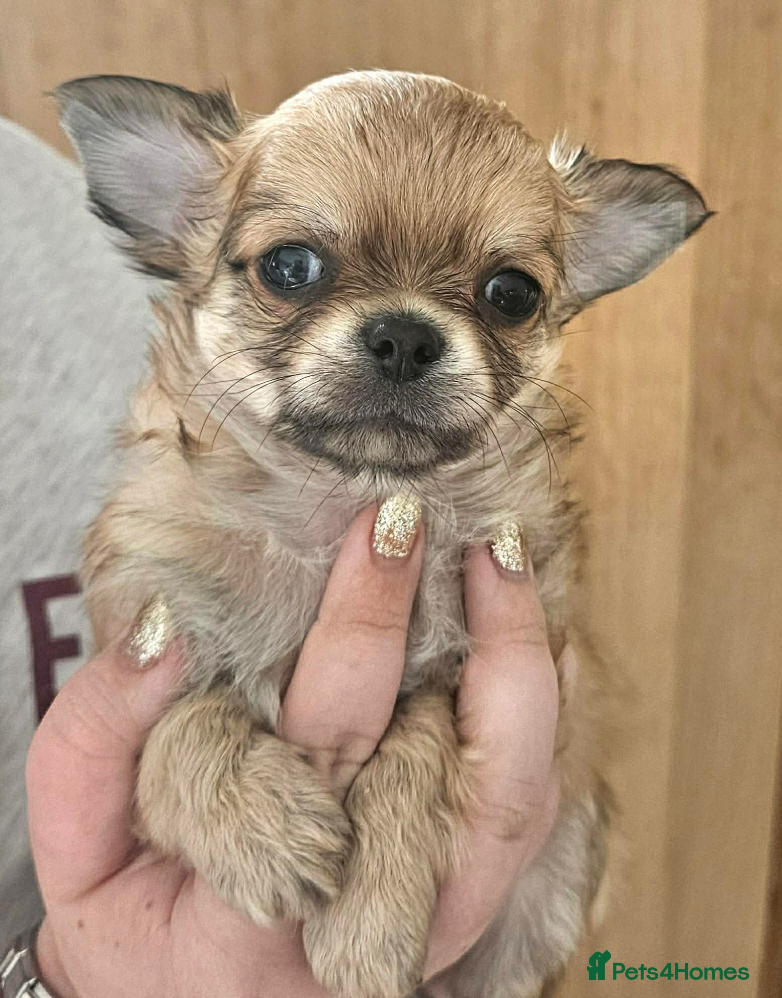 Chihuahua dogs Stunning long coat Chihuahua boy - Advert 1