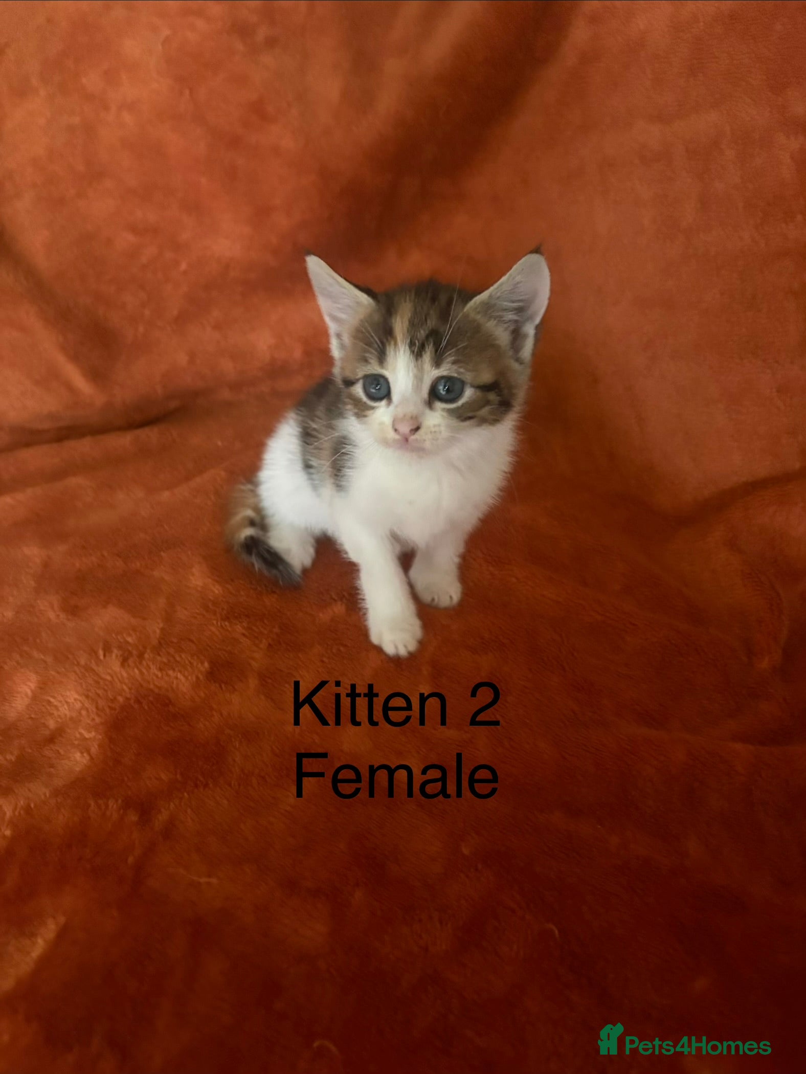 Mixed Breed cats Beautiful kittens  - Advert 9