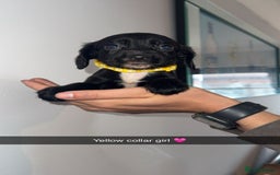 Cocker Spaniel dogs for sale: Cocker spaniel puppies  - Image 11