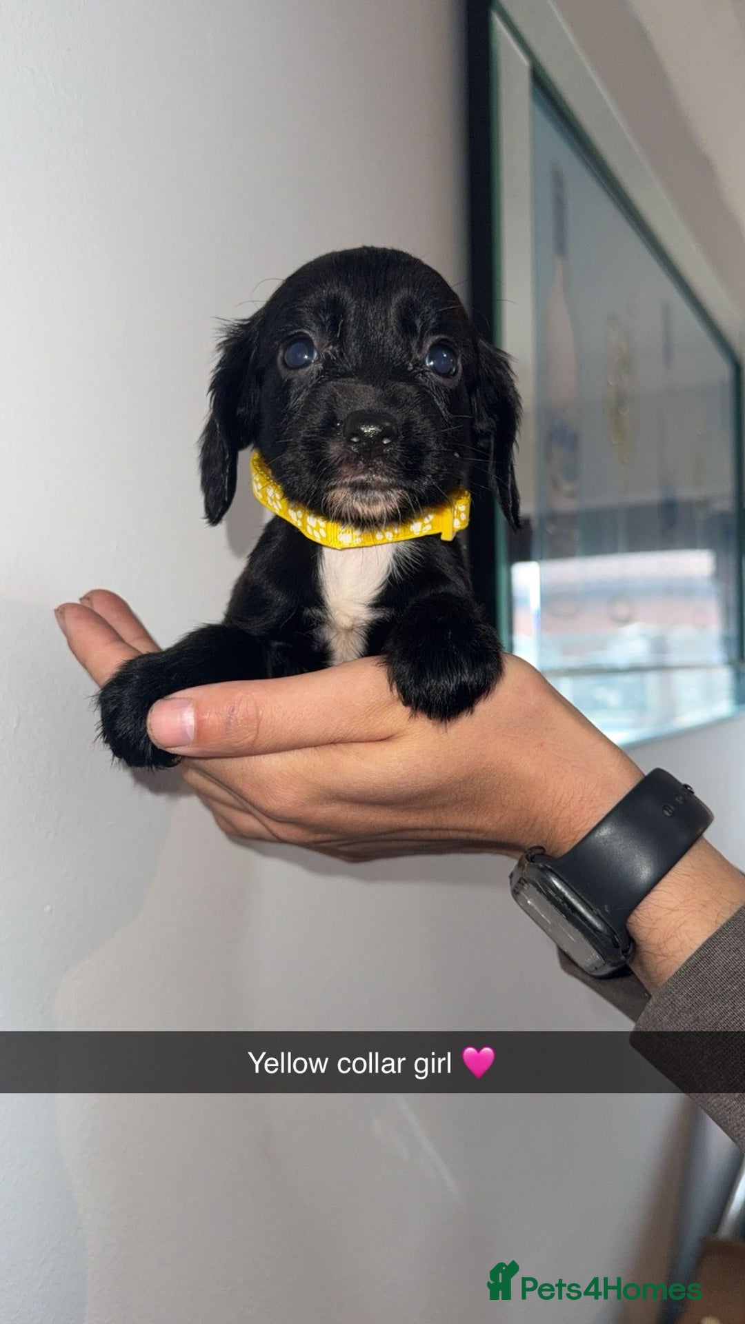 Cocker Spaniel dogs for sale: Cocker spaniel puppies  - Image 11