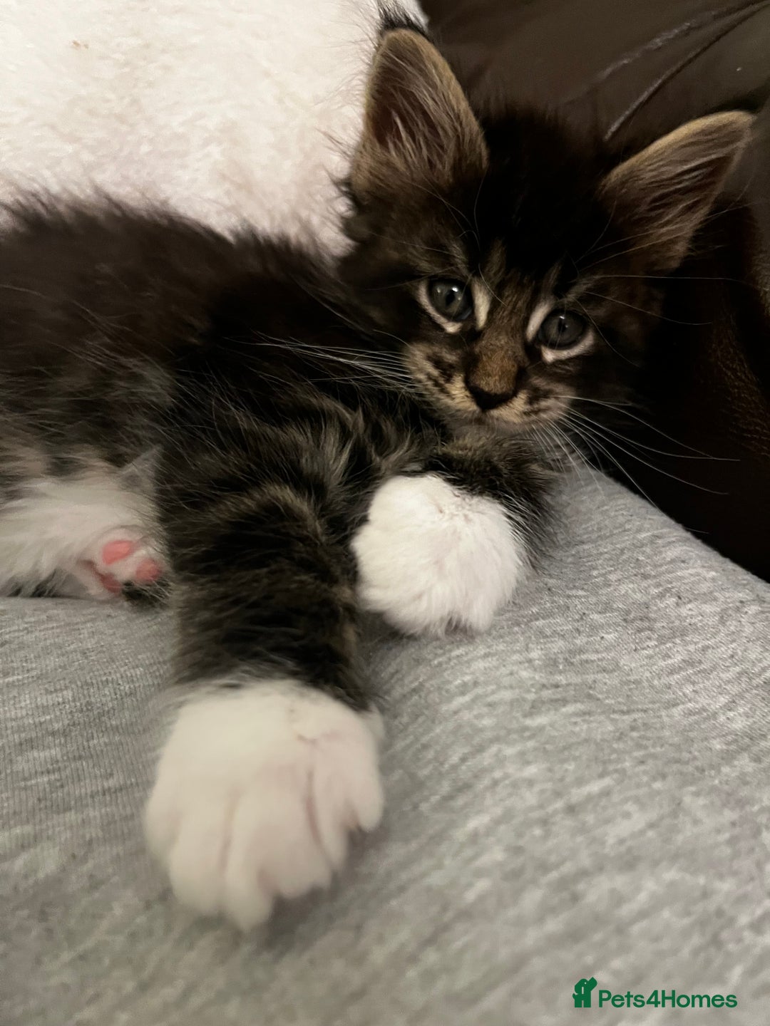 Maine Coon cats for sale:  Pedigree Maine Coon kittens - Advert 12