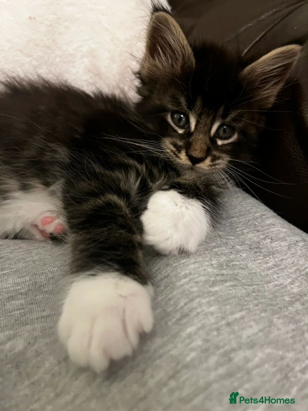 Maine Coon cats for sale:  Pedigree Maine Coon kittens - Advert 12