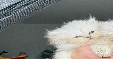 Persian cats 2 Persian silver tipped chinchilla - Advert 5