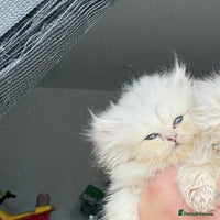 Persian cats 2 Persian silver tipped chinchilla - Advert 5