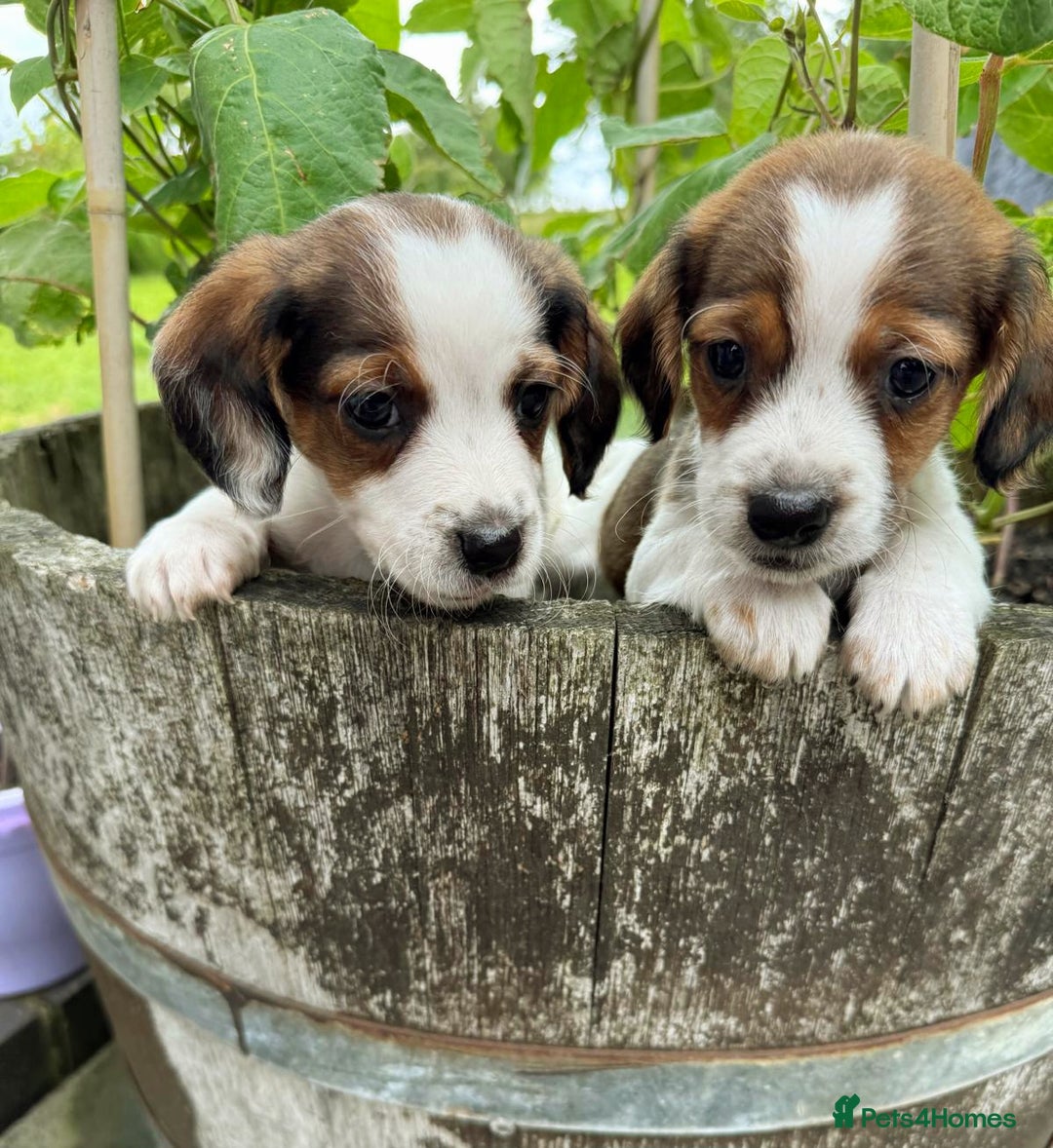 Mixed Breed dogs for sale: Jack Russel Pups in Machynlleth - Image 36