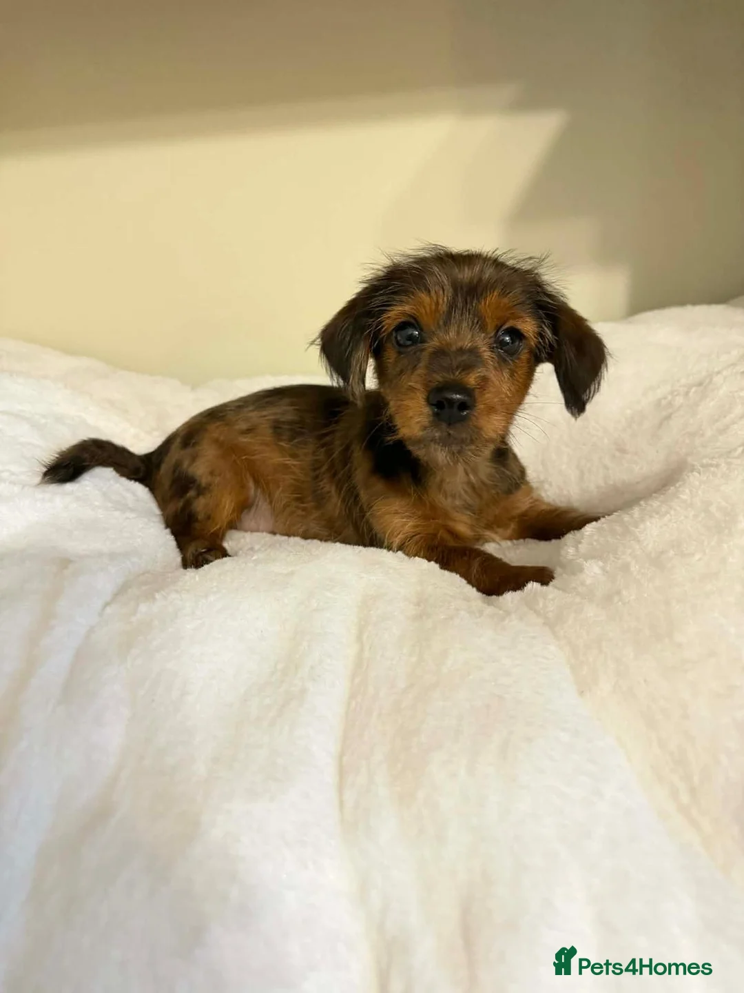 Dachshund dogs for sale: 6 dachshund puppies for sale   - Advert 6