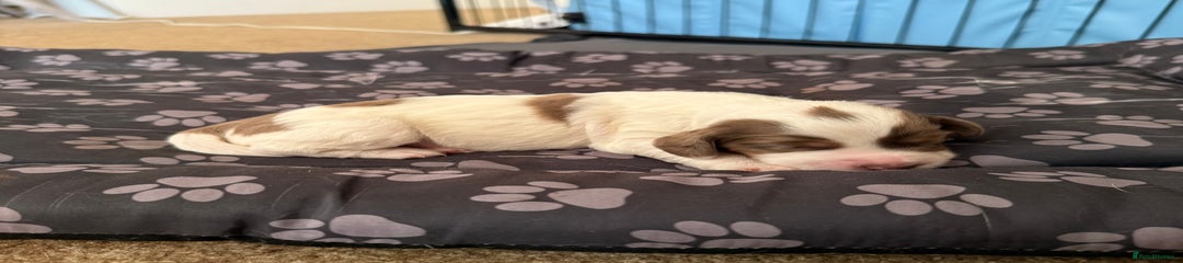 Charlie