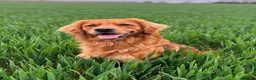 Golden Retriever dogs for stud: Working Golden Retriever for Stud - Advert 1