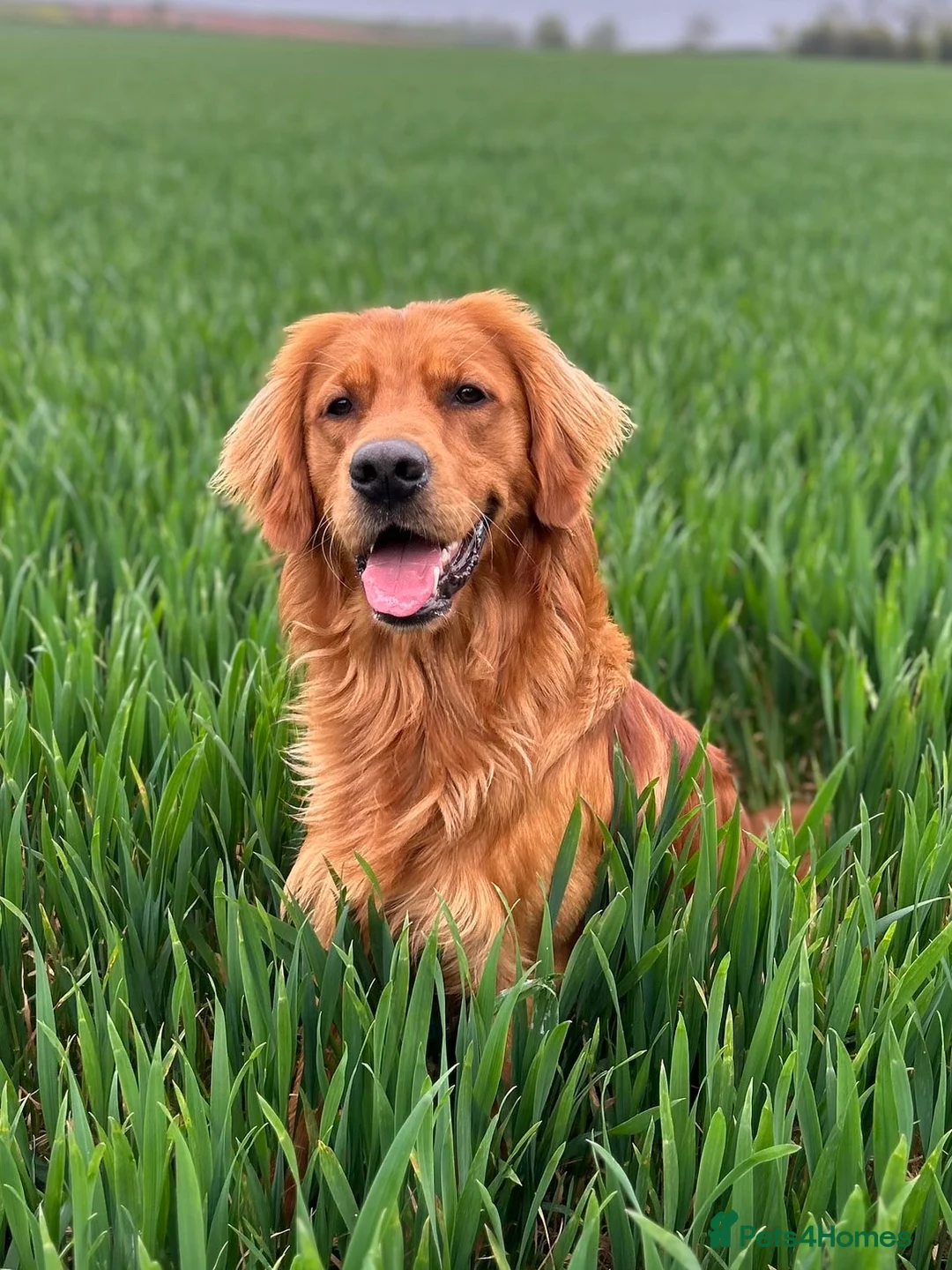 Golden Retriever dogs for stud: Working Golden Retriever for Stud - Advert 1