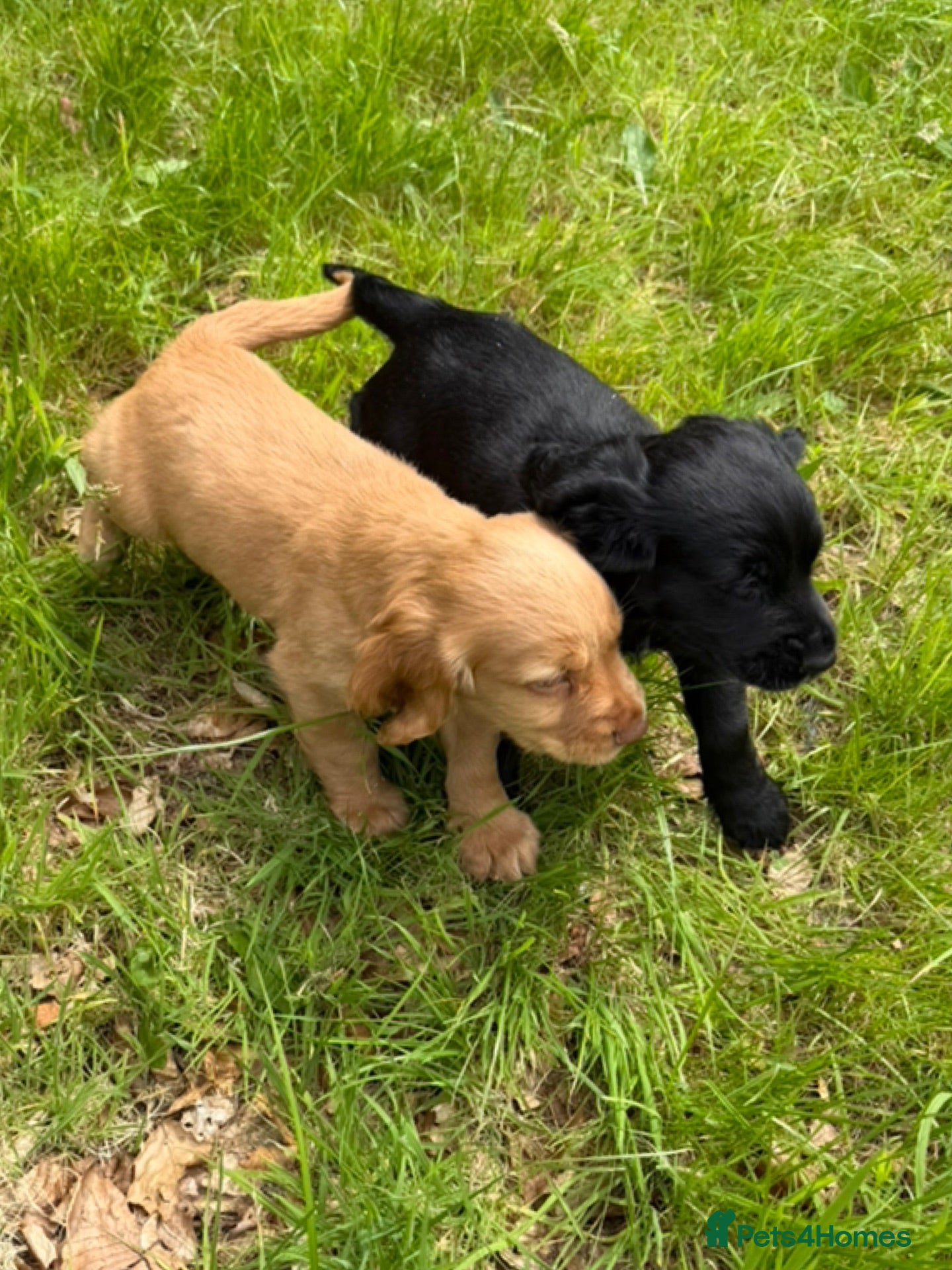 Cocker Spaniel dogs KC Registered Working Cocker Spaniels - Advert 2