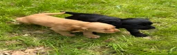 Cocker Spaniel dogs for sale: KC Registered Working Cocker Spaniels - Advert 6