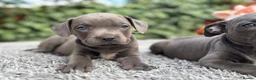 Staffordshire Bull Terrier dogs for sale: Adorable Puppies Looking For Their Forever Homes - Advert 8