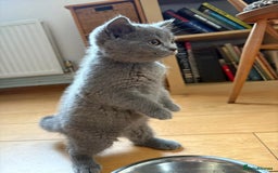 British Shorthair cats for sale: Beautiful British shorthair litter - Image 13