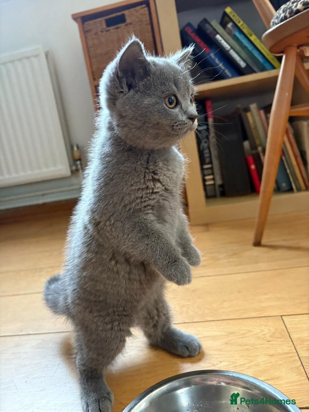 British Shorthair cats for sale: Beautiful British shorthair litter - Image 13