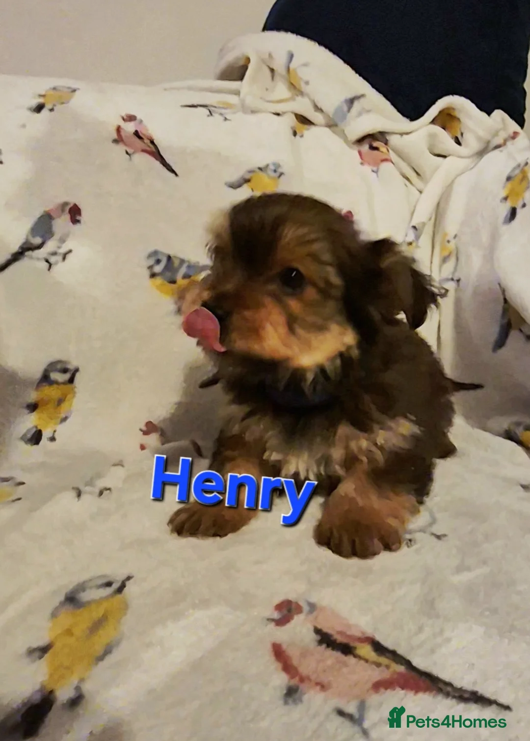 Yorkshire Terrier dogs for sale: 6 GORGEOUS YORKIE PUPS. 1 REMAINING - Advert 12