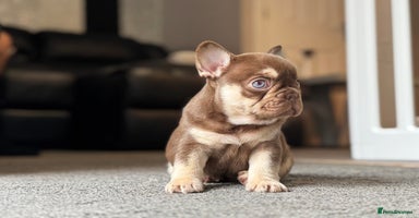 French Bulldog dogs - Advert 5