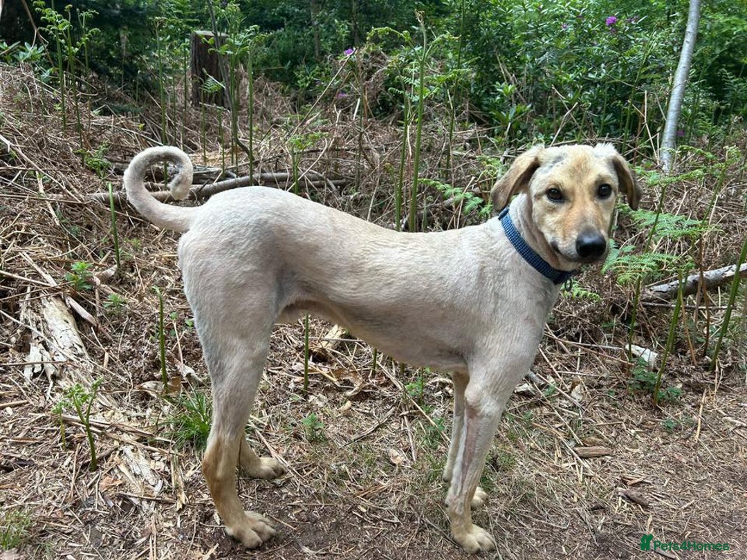 Mixed Breed dogs for adoption: Pettern - Norwich Norfolk  - Image 9