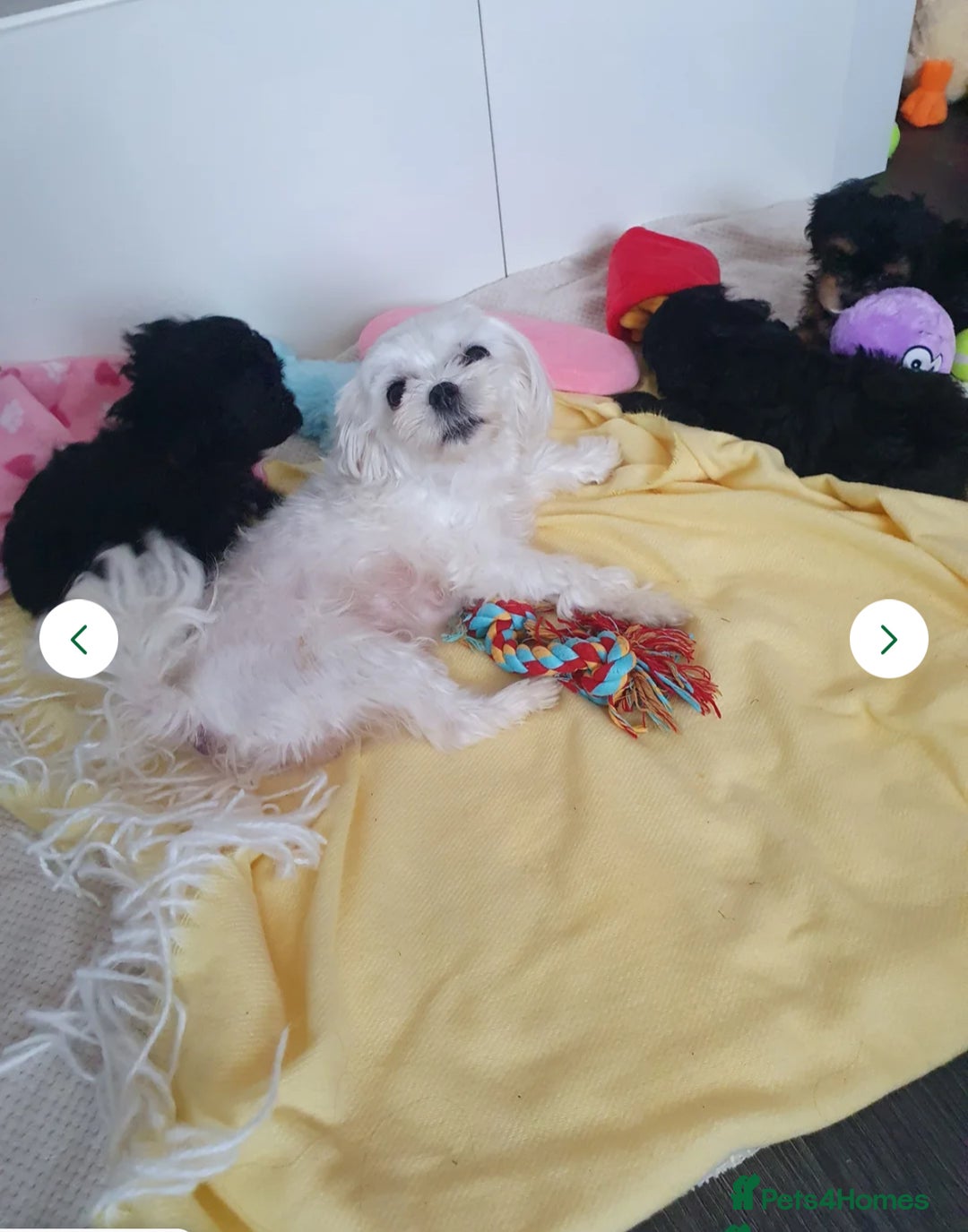 Maltipoo dogs for sale: Miniature F1 Maltipoo puppy - Image 6