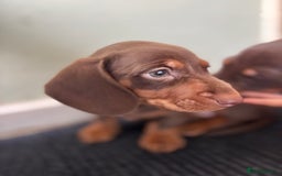 Miniature Dachshund dogs for sale: Mini chocolate Dachshunds in Luton - Image 20
