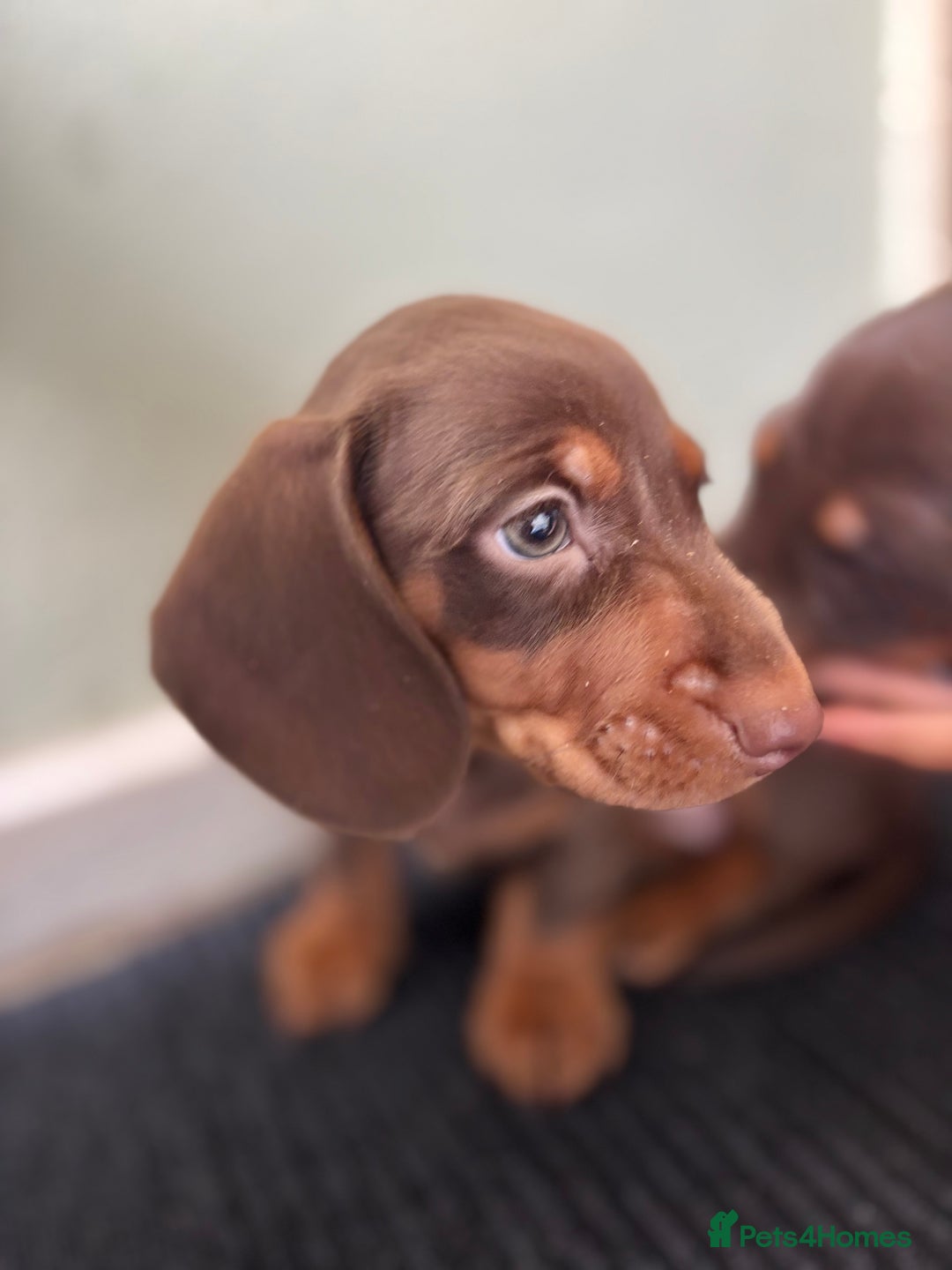 Miniature Dachshund dogs for sale: Mini chocolate Dachshunds in Luton - Image 20