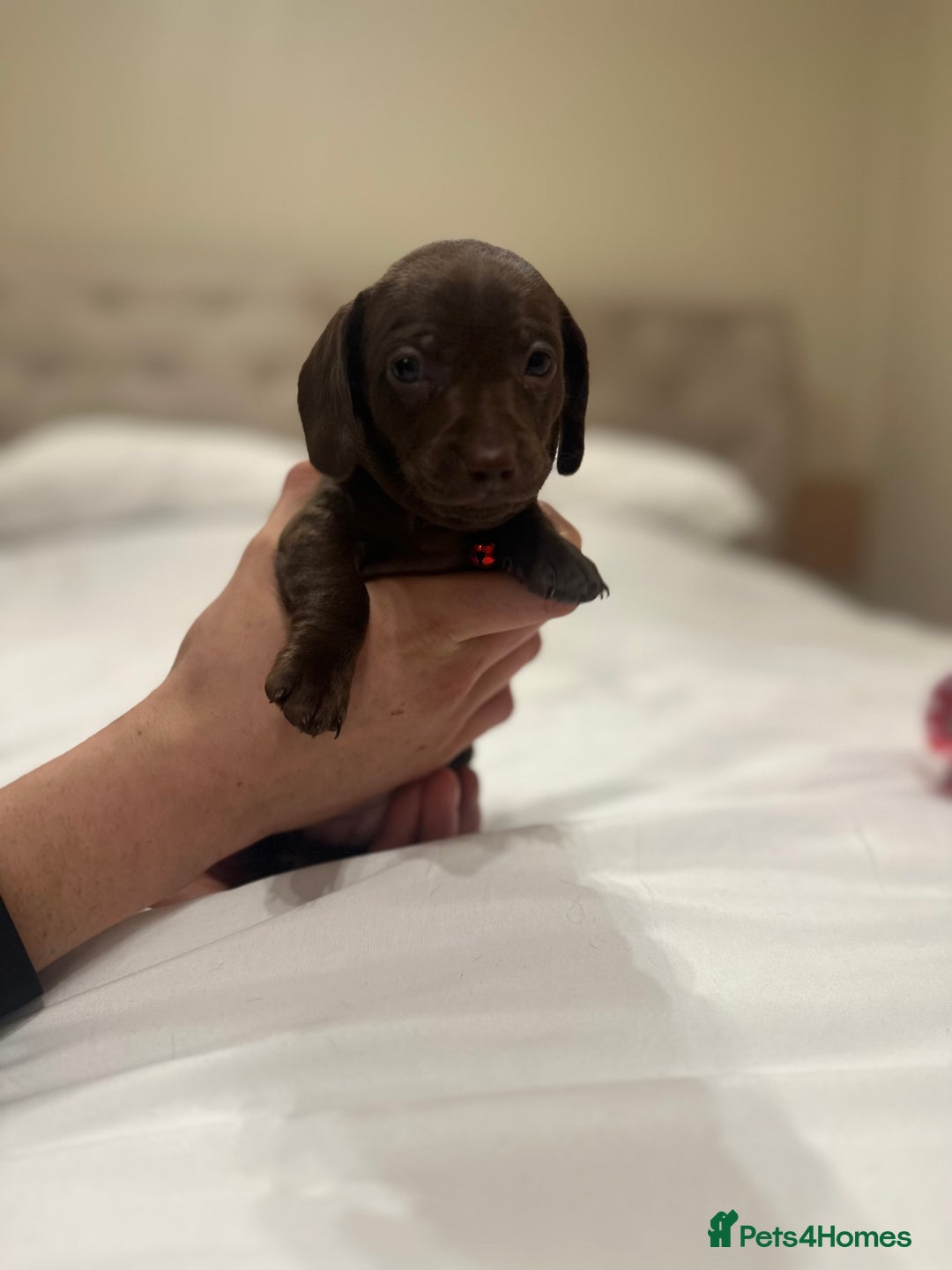 Miniature Dachshund dogs for sale: Miniature dachshund ready to go🫶🏽 - Advert 3
