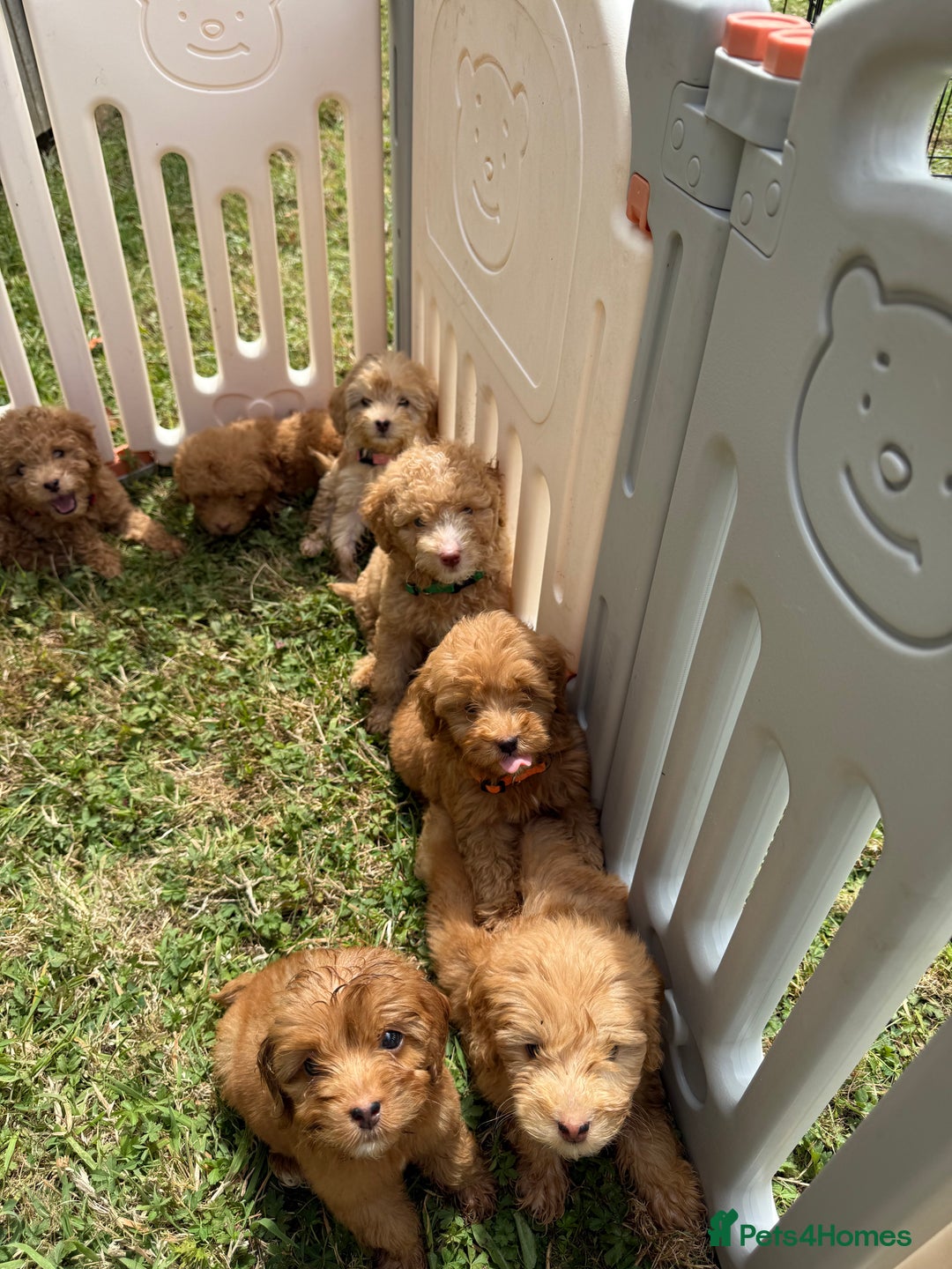 Cavapoo dogs for sale: ⭐️ Stunning ⭐️ F1b Cavapoos ⭐️ Ready Thursday ⭐️ - Image 10
