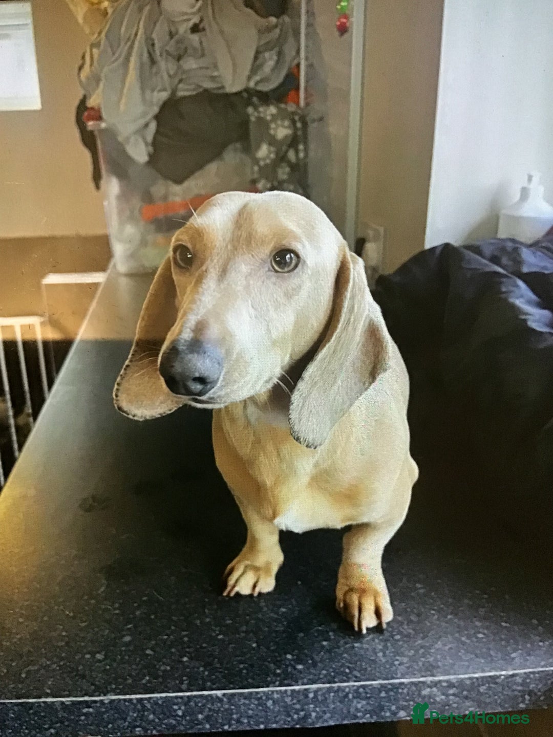 Miniature Dachshund dogs for stud: Cream dachshund  - Advert 2