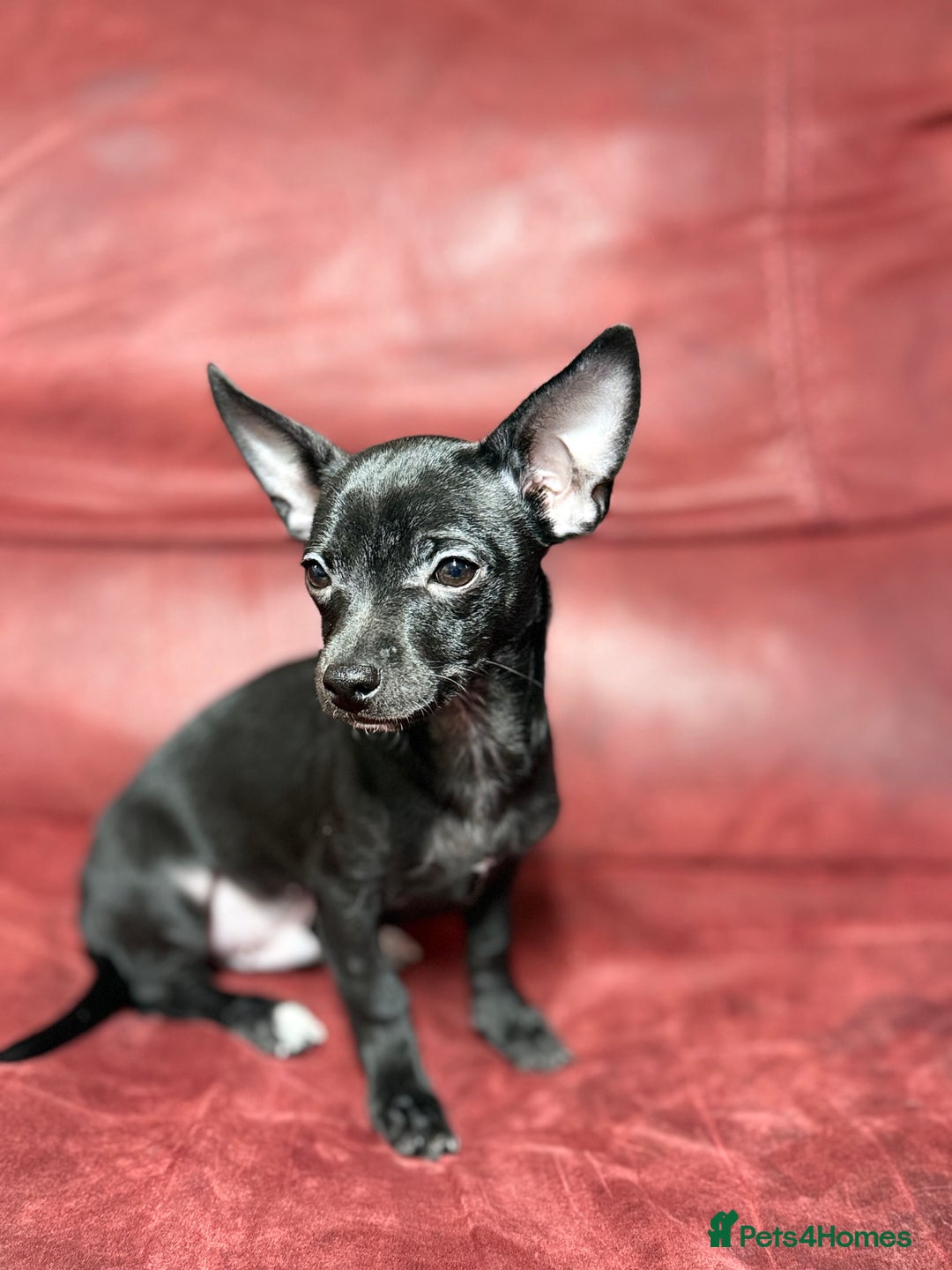 Chihuahua dogs for sale: 🐾 Beautiful Chihuahua Puppies - Advert 8