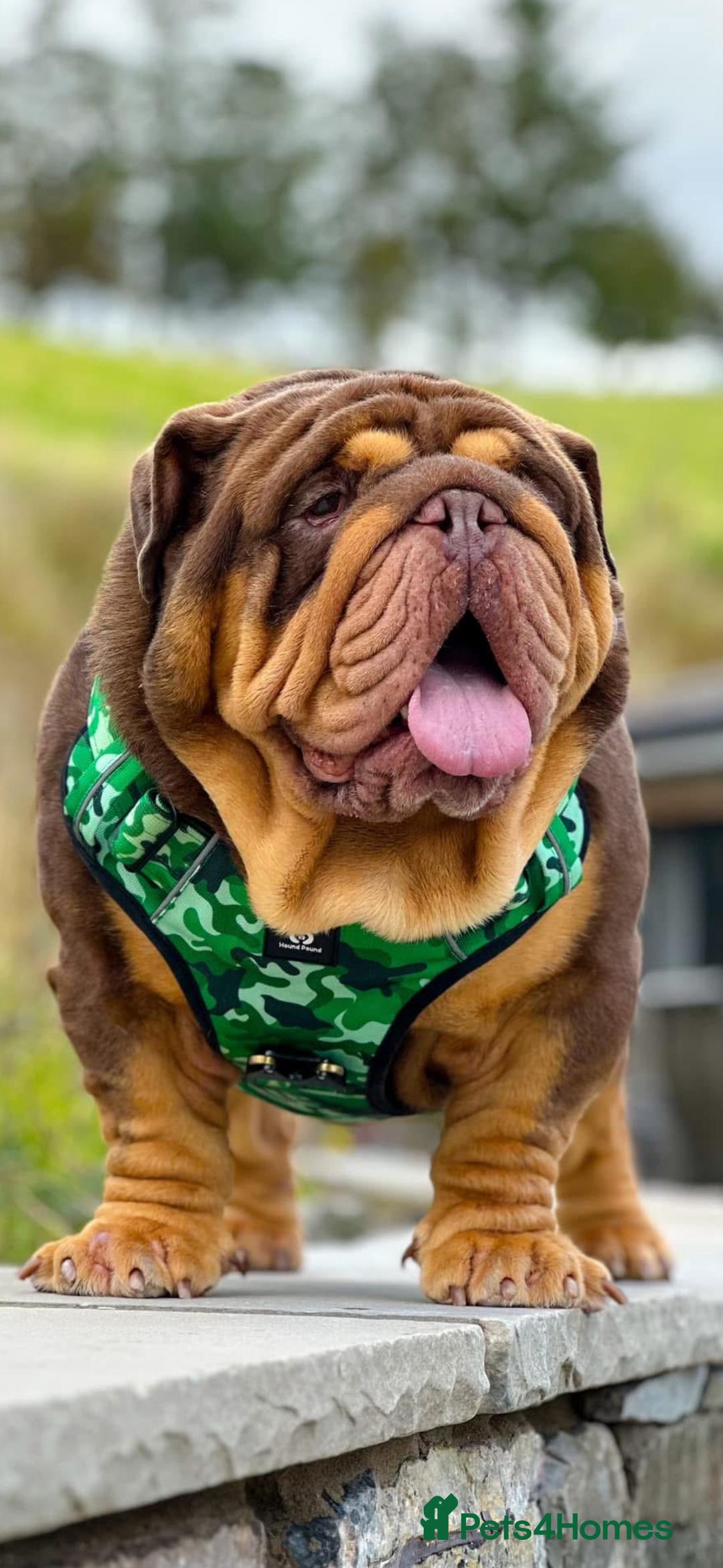 English Bulldog dogs for sale: Kc litter outstanding bloodlines bulldog pups  - Image 26