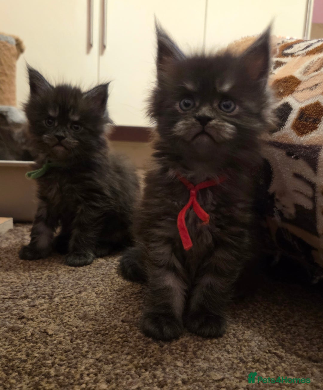 Maine Coon cats for sale: Tica reg Mainecoon kittens - Advert 3