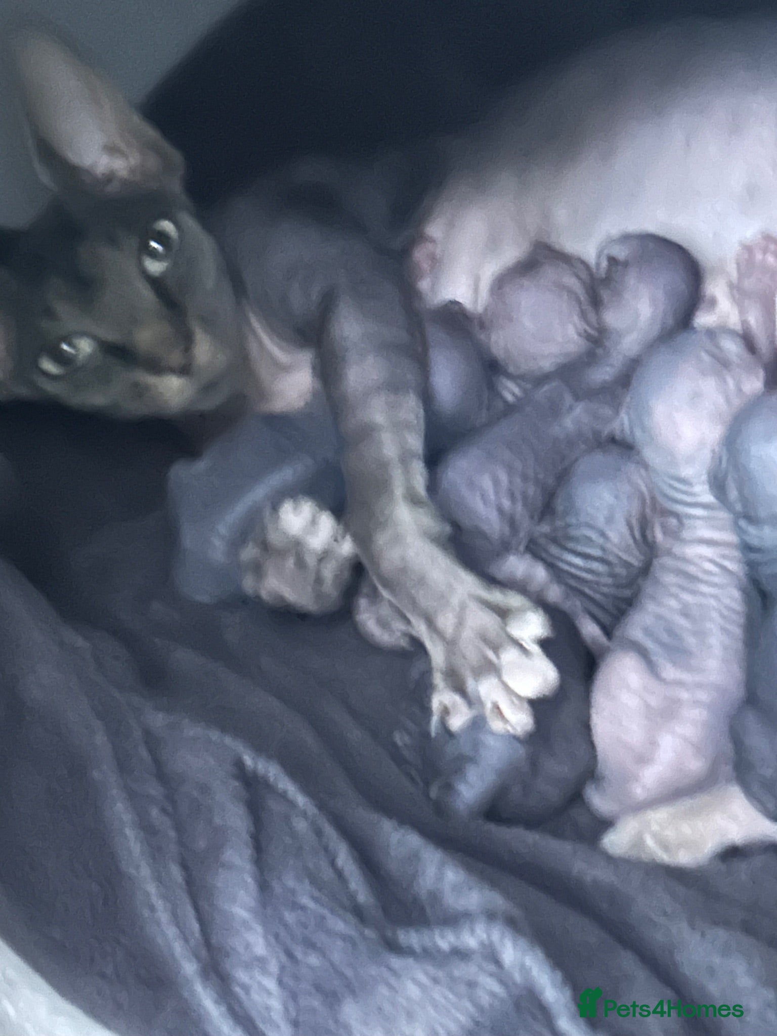 Sphynx cats Kitten - Advert 3