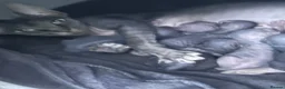 Sphynx cats for sale: Kitten - Advert 2