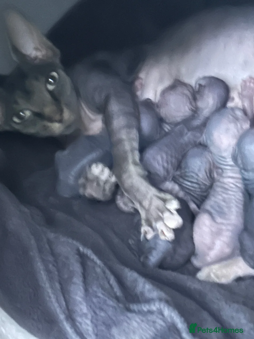 Sphynx cats for sale: Kitten - Advert 2