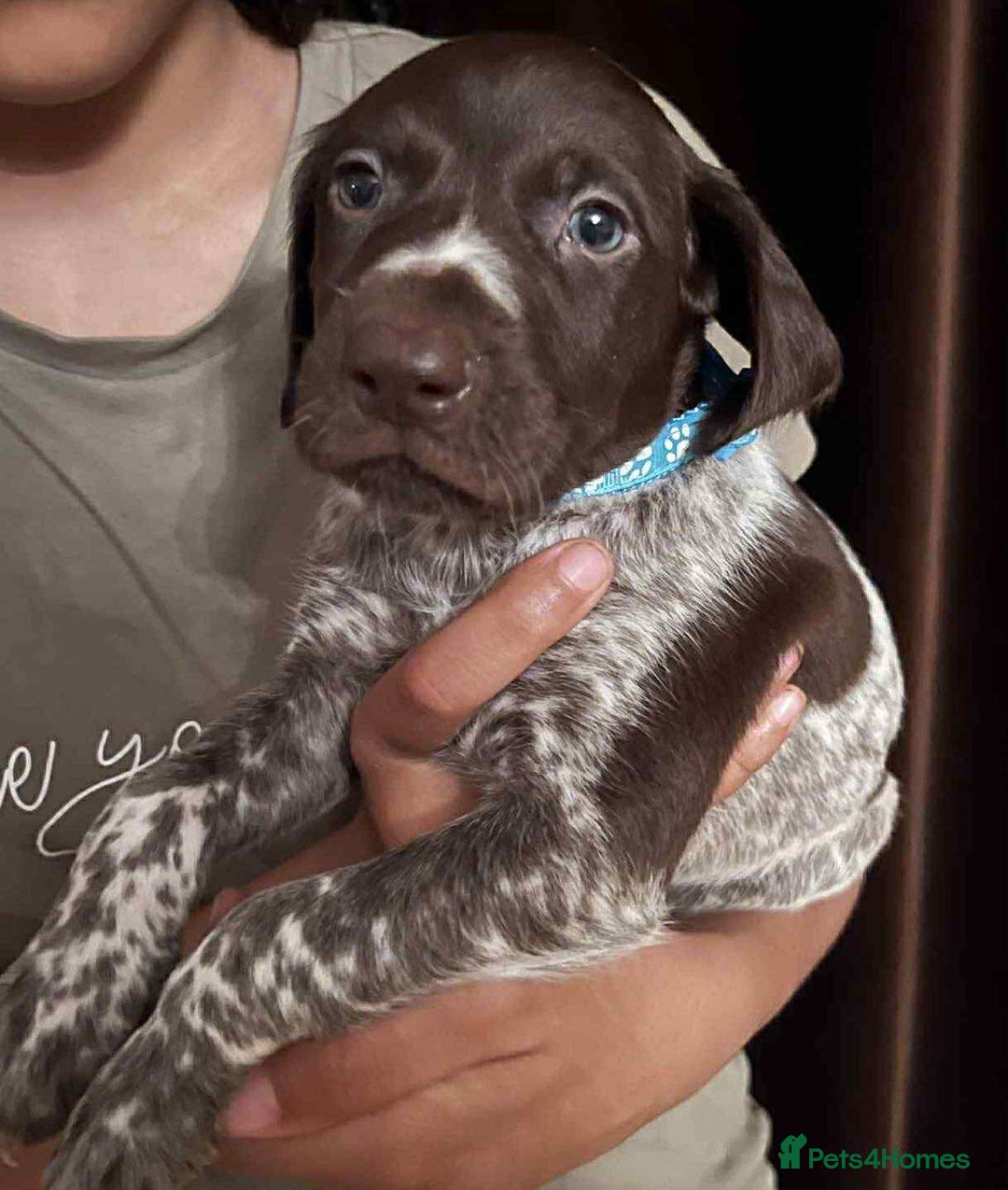 German Shorthaired Pointer dogs for sale: Stunning Litter of GSP puppies - Image 22