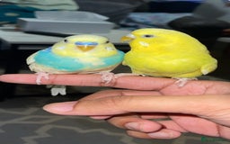 Budgerigars birds for sale: 2 Budgies - urgent sale - Image 2