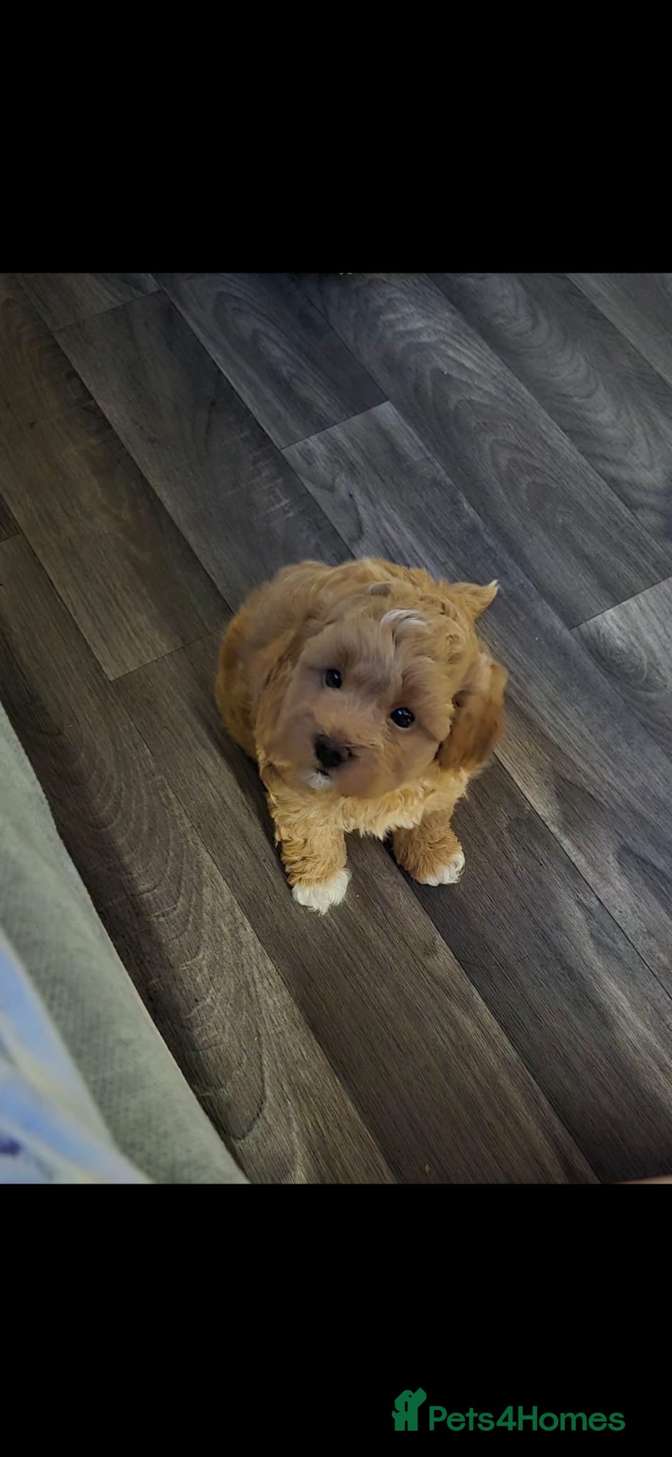 Maltipoo dogs 2x Maltipoo boys - Advert 5