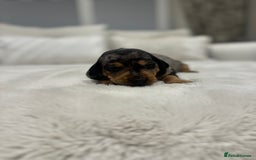 Dachshund dogs for sale: dachshund pups dapple and black & tan - Advert 7