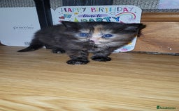 British Longhair cats for sale: Beautiful grey'tortoise'black kitten4 sale llaneli - Image 4