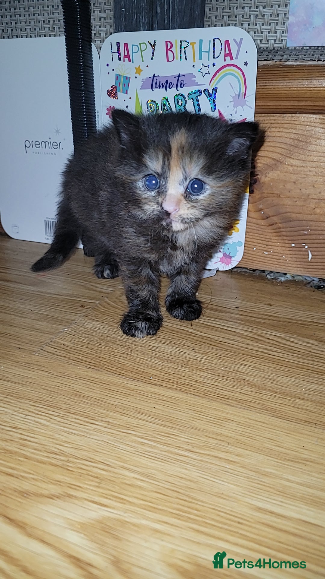 British Longhair cats for sale: Beautiful grey'tortoise'black kitten4 sale llaneli - Image 4