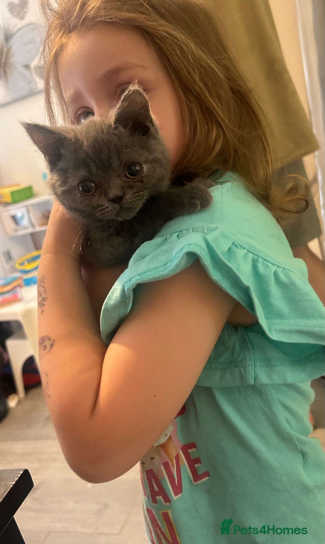 British Shorthair cats for sale: Full British short hair adorable kittens - Image 8